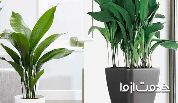 گیاه برگ عبایی - گیاهان آپارتمانی مقاوم به کم نوری 